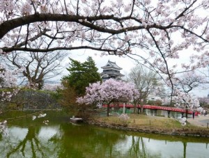 松本城の桜を見て、天守閣まで上ってきました