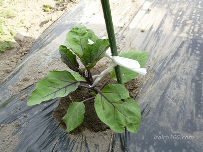 なすの種まき時期はいつ ポットにまくの 苗の間隔はどの位 知っているとちょっと得する情報ブログ