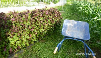 赤紫蘇の収穫はどうする 出荷時期はいつ頃 保存方法は 知っているとちょっと得する情報ブログ